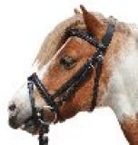 HKM Reittrense -Shetty-